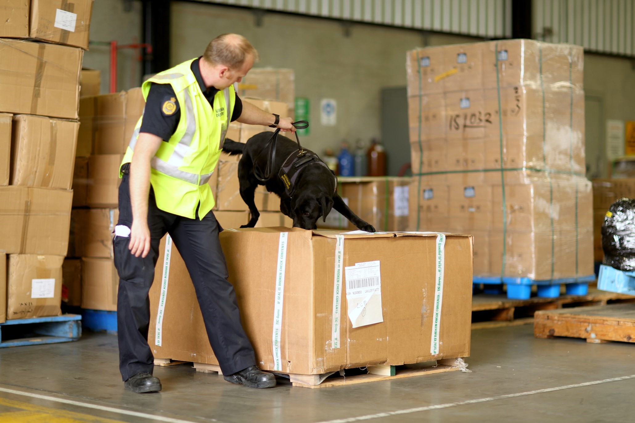 Photo: An Australian Border Force officer and sniffer dog inspect a palette of goods at the border.